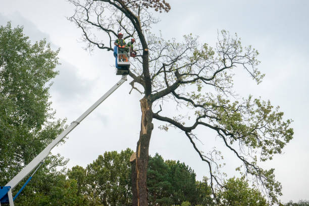 Best Emergency Tree Removal Services  in USA